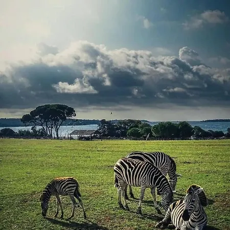 Lejlighed Tobys Place Pula